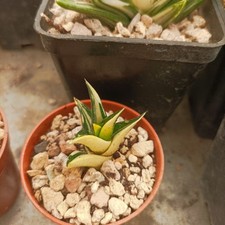 Haworthia tortuosa variegata usato  Porto Cesareo