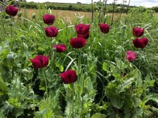 Lauren grape poppy for sale  Casper