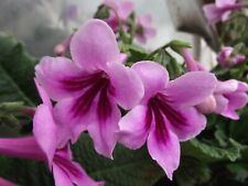 streptocarpus for sale streptocarpus for sale MAIDENHEAD