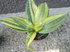 Sansevieria trifaciata gold gebraucht kaufen  Rheinstetten
