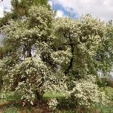 Alberi pero selvatico usato  Quartu Sant Elena