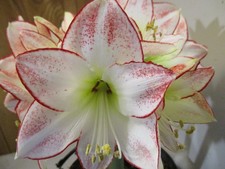 Amaryllis bulb picasso for sale  Greenwood