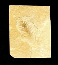 Extinctions rare detailed for sale  Lancaster
