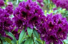 Rhododensdron purple splendour for sale  NORWICH