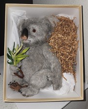 John wright koala for sale  South San Francisco