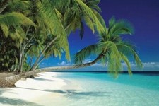 Maldives beach palm for sale  Cuyahoga Falls