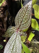 Vivarium plant pack d'occasion  Expédié en Belgium