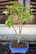 Bonsai acero palmato usato  Trescore Balneario