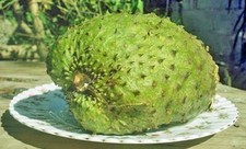 Annona muricata soursop d'occasion  Expédié en Belgium