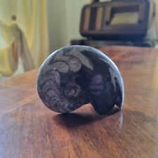 Ammonite fossile africana usato  Italia