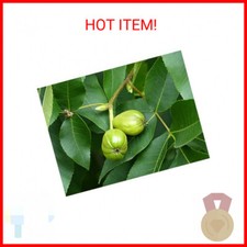 Shagbark hickory tree for sale  Saint Paul