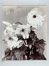 Etude fleurs étude d'occasion  Pagny-sur-Moselle