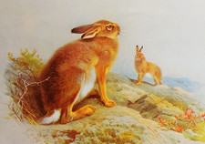 Mountain hare. small for sale  NELSON