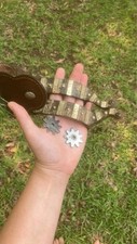 Dutton brand spurs for sale  Athens