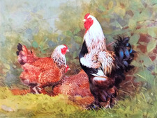 brahma for sale brahma for sale NELSON