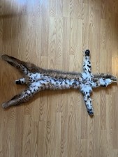 Nice bobcat skin for sale  Grants Pass