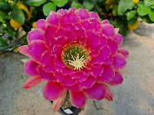 Echinopsis trichocereus hybrid for sale  Shipping to Ireland