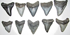 Megalodon shark teeth for sale  Bluffton
