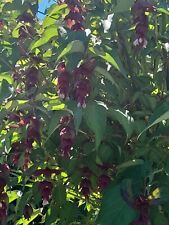 Hymalayan honeysuckle plant for sale  NEWTON ABBOT