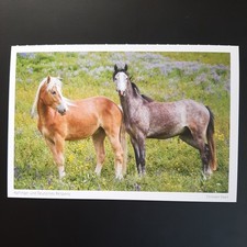 deutsches reitpony gebraucht kaufen deutsches reitpony gebraucht kaufen Beeskow