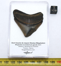 Dent fossile requin d'occasion  France