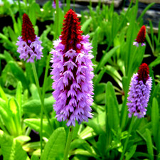 primula plants for sale primula plants for sale BANBRIDGE