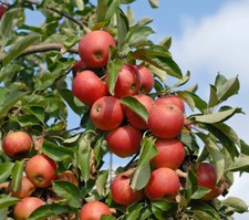 Apfelbaum elstar buschbaum gebraucht kaufen  Quakenbrück