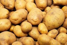 Kennebec seed potatos for sale  Russell