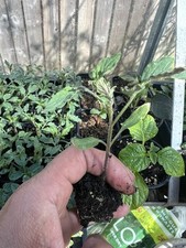 Piccolo cherry tomato for sale  BRIGHTON