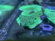 Montipora live sps for sale  ILFORD