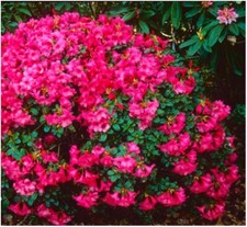 Dwarf rhododendron whispering for sale  PRESTON