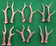 Paar rehbock abwurfstangen gebraucht kaufen  Frankenblick, Schalkau