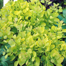 Cotinus coggygria golden for sale  UK