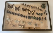 Ancienne boite entomologie d'occasion  Olivet