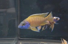 Male thai ruby for sale  Minneapolis