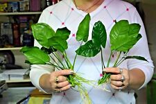 Large anubias barteri for sale  SCUNTHORPE