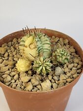 Euphorbia meloformis variegata usato  Palestrina