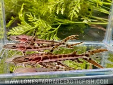 Tiger shovelnose catfish for sale  Livingston