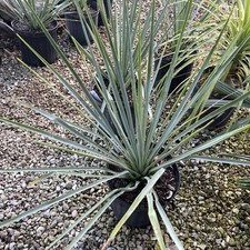 Plant yucca rigida for sale  Fort Myers