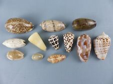 Lot coquillages oliva d'occasion  Alsting