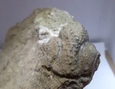 Interessanter trilobitenkopf h gebraucht kaufen  Schönberg