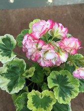Pelargonium geranium rosebud for sale  NORTHWICH