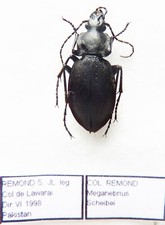Carabus meganebrius scheibei d'occasion  Le Havre-