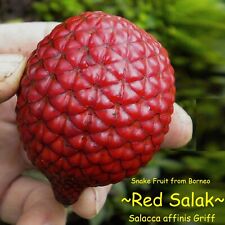 ~RED SALAK~ Salacca affinis FRUTA COBRA Árvore frutífera viva 6-12 polegadas vaso de palmeira comprar usado  Enviando para Brazil