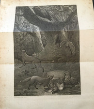 Antique fox hunting for sale  TORRINGTON
