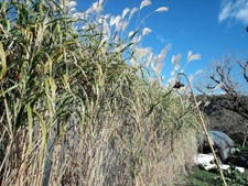 Plants miscanthus géant d'occasion  Decazeville