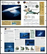 Great hammerhead shark for sale  SLEAFORD