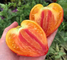 Pomodoro russo arancione usato  Spedire a Italy