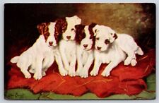 Animal jack russell for sale  Newton