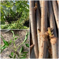 American elderberry fresh for sale  Callahan
